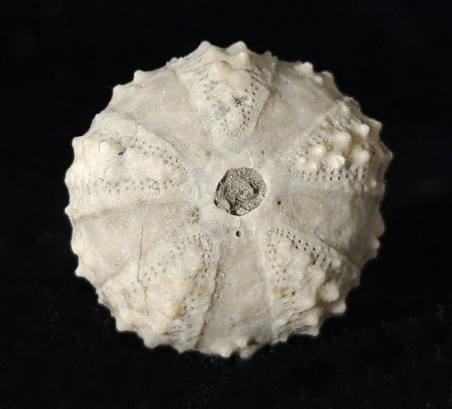 Coelopleurus coronalis (LESKE 1778) - Bild © FossNet FossilienStore